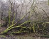 Guy Moreton, "KS02 The Wilderness, Langdale, England", c-print, 78cm x 102cm, 2012