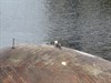 Lesser black-backed gull on Stephen Turner's Exbury Egg