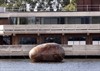 'Stephen Turner's Exbury Egg', 2019, Thamesmead, London, Photo: Rachel Cherry